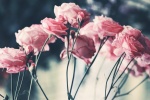Mother's Day beautiful carnation flowers pictures desktop wallpaper