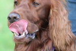 Lively Irish Setter Pictures