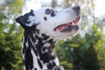 Dalmatian dog pictures