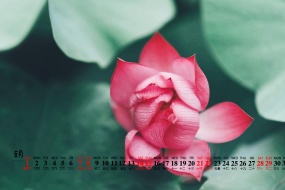 August 2021 small fresh lotus desktop calendar wallpaper