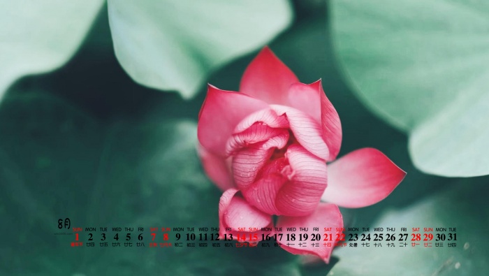 2021年8月小清新荷花桌面日历壁纸