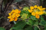 Brightly colored lantana pictures desktop wallpaper