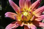 HD dahlia pictures