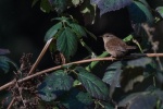 Birds Wren Pictures