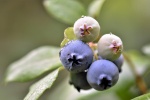 HD blueberry picture desktop wallpaper