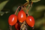 HD Rose Hip Picture Desktop Wallpaper