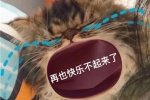 再也快乐不起来了