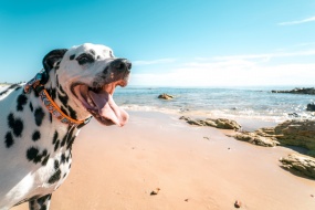 Dalmatian dog pictures desktop wallpaper