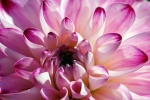 HD dahlia pictures