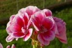 Pink geranium pictures