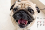 May 2021 cute pug desktop calendar wallpaper