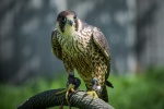 Peregrine Falcon Picture Desktop Wallpaper