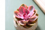 Rainbow succulent pictures