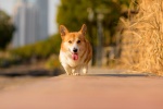 Running corgi pictures desktop wallpaper