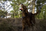 Lively Irish Setter Pictures