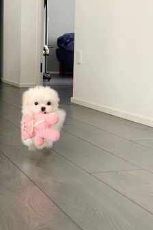 快樂小狗情侶頭像