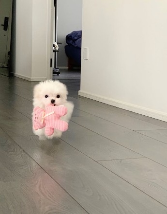 快乐小狗情侣头像