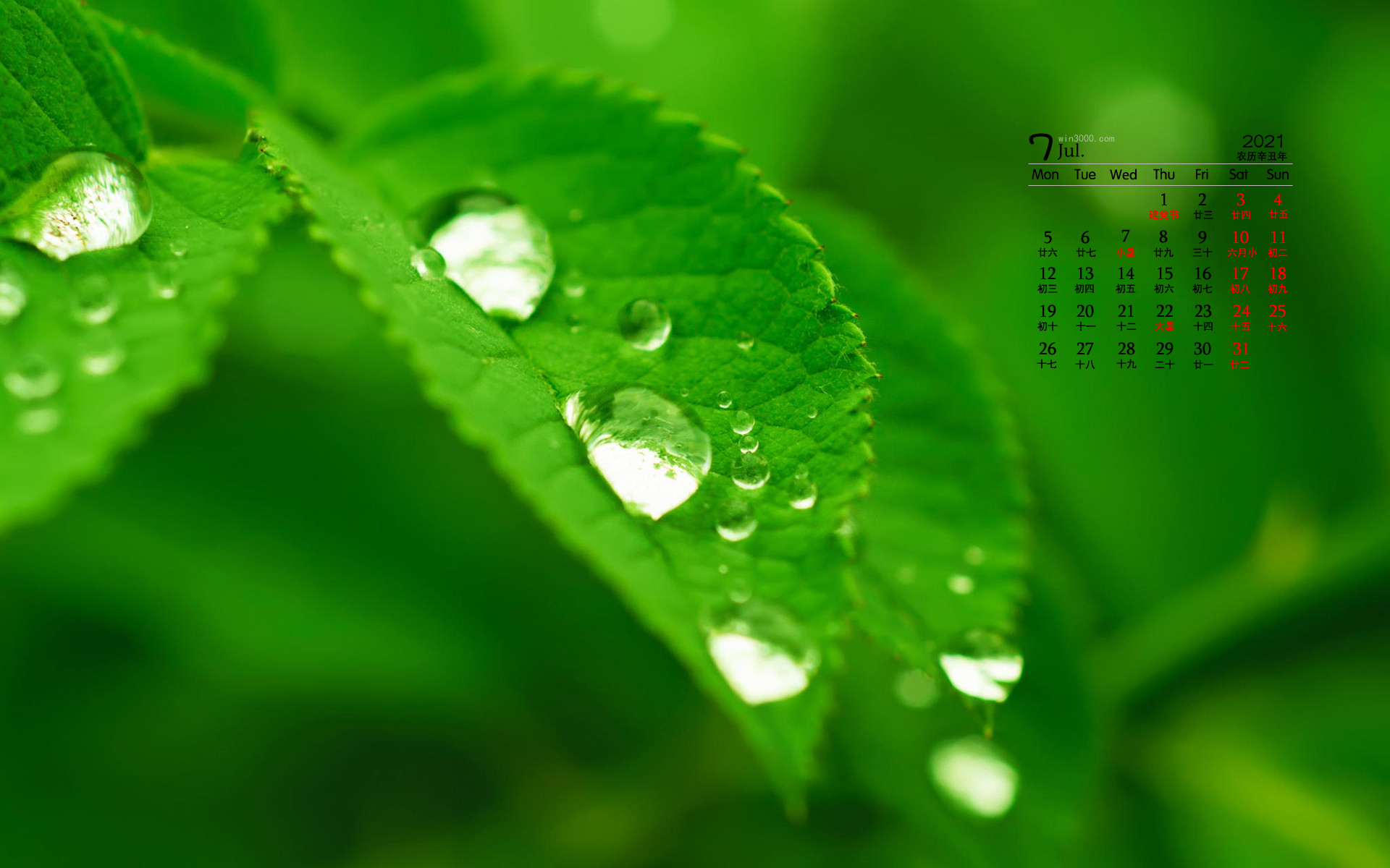 2021年7月翠绿色的树叶水滴桌面日历壁纸