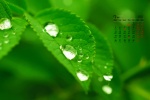 July 2021 emerald green leaves water drops desktop calendar wallpaper