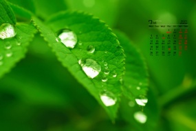 July 2021 emerald green leaves water drops desktop calendar wallpaper