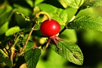 HD Rose Hip Picture Desktop Wallpaper