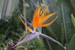 HD Strelitzia reginae pictures