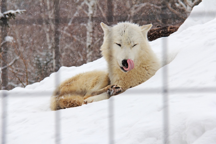 凶狠的北极狼图片