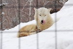Ferocious arctic wolf pictures