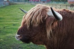 Long haired Scottish cow pictures
