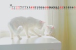 July 2021 Cute Cat Desktop Calendar Wallpaper