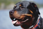 Rottweiler dog pictures desktop wallpaper