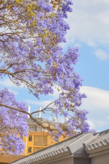 Jacaranda beautiful healing wallpaper