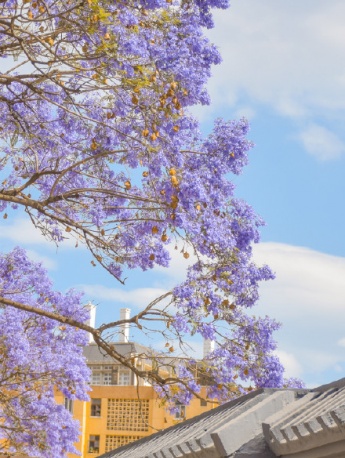 Jacaranda beautiful healing wallpaper