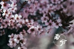 Spring Equinox Beautiful Flowers Pictures Desktop Wallpaper