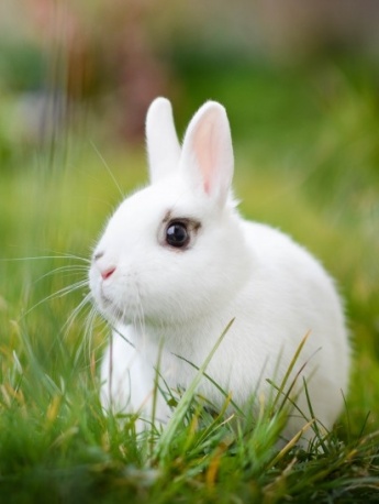 可愛萌寵小兔子圖片
