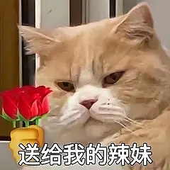 猫咪手持玫瑰花表情包