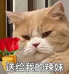 猫咪手持玫瑰花表情包