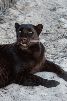兇猛的黑豹圖片