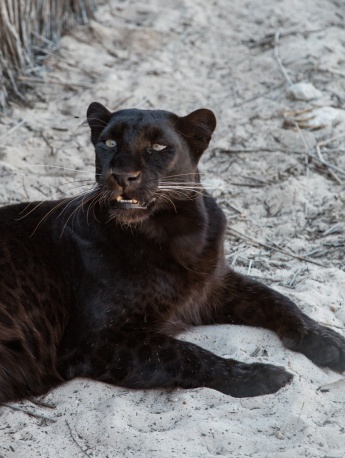 Ferocious black panther pictures