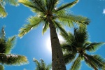 Coconut tree pictures desktop wallpaper