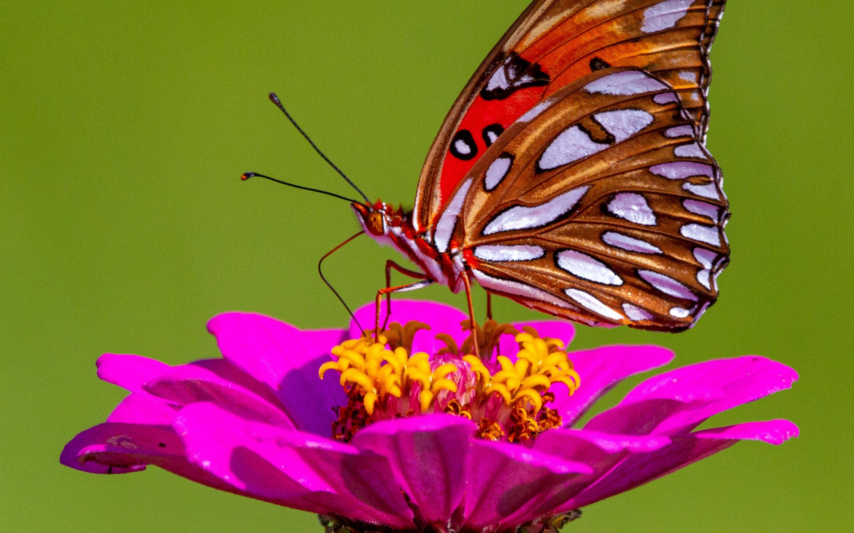 鲜艳的百日草与蝴蝶图片桌面壁纸