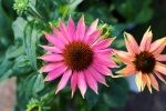 HD echinacea pictures