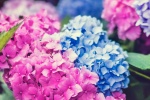 Fresh and eye-catching hydrangea pictures desktop wallpaper