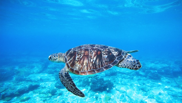 Turtles in the ocean pictures desktop wallpaper