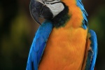 蓝黄金刚鹦鹉高清图片