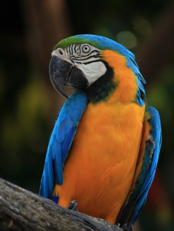 Blue and gold macaw HD pictures