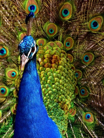 Beautiful blue peacock pictures