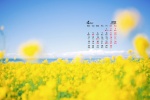 2022年4月护眼油菜花桌面日历壁纸
