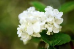 White as Jade Qionghua Macro Photography Picture Desktop Wallpaper