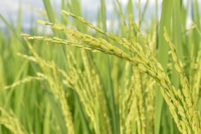 HD rice picture desktop wallpaper